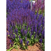 Meadow sage