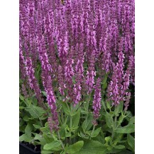 Meadow sage
