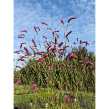 Japanese burnet