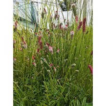 Great burnet
