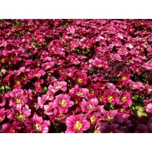 Mossy saxifrage, Rockfoil