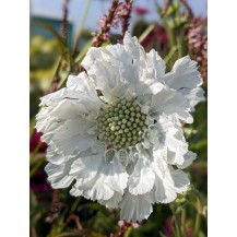 Pincushion flower