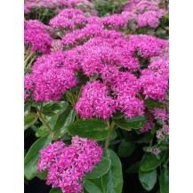 Stonecrop