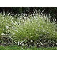 Autumn moor grass