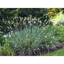 Gray Moor Grass