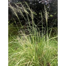 Giant sacaton grass
