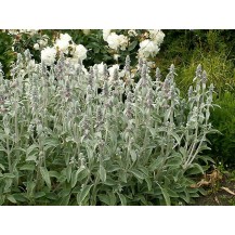 Lamb's ears, Woolly betony