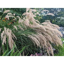 Rough feather grass