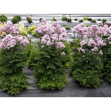 Meadow rue
