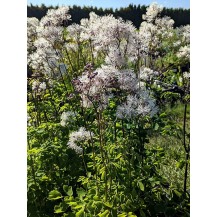 Meadow rue