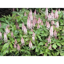 Foamflower