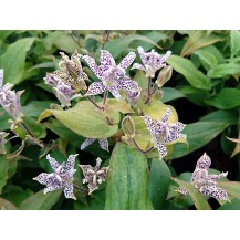 Toad lily