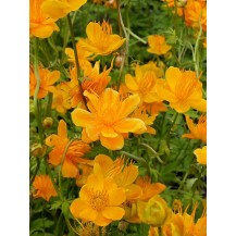 Chinese globeflower