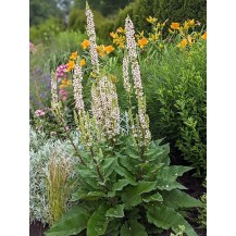 Nettle-leaved mullein