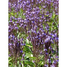 Blue vervain