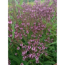 Vervain