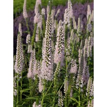 Long-leaved speedwell