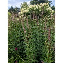 Culver's root