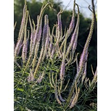 Culver's root