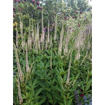 Culver's root