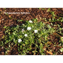 Lesser Periwinkle