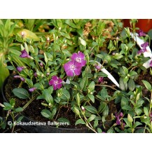 Lesser Periwinkle