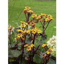 Ligularia, Golden groundsel