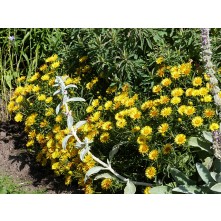 Swordleaf inula