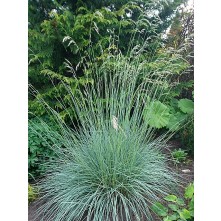 Blue oat grass