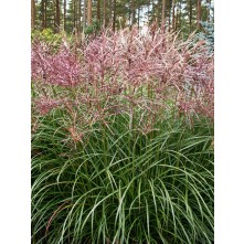 Maiden grass, Chinese silver grass