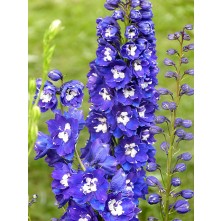 Delphinium