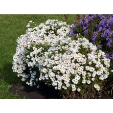 Michaelmas daisy