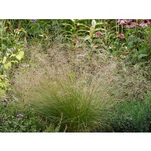 Prairie dropseed