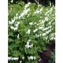 Bleeding heart, Lyre flower