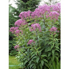 Joe pye weed