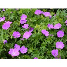 Cranesbill