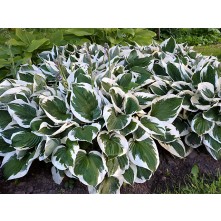 Hosta