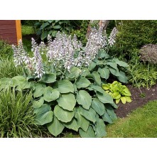 Hosta