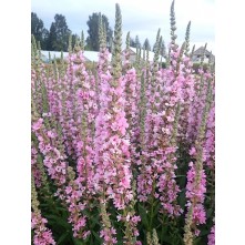 Loosestrife