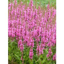 Loosestrife