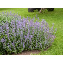 Catmint