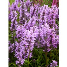 Kashmir catmint