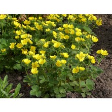 Strawberry cinquefoil