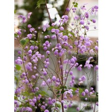 Chinese meadow rue