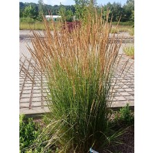 Feather reed grass