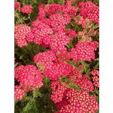 Yarrow