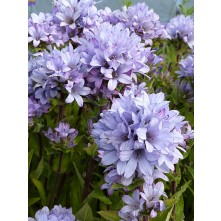 Clustered bellflower