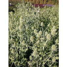 Sea holly
