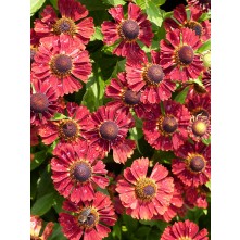 Sneezeweed