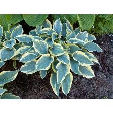 Hosta